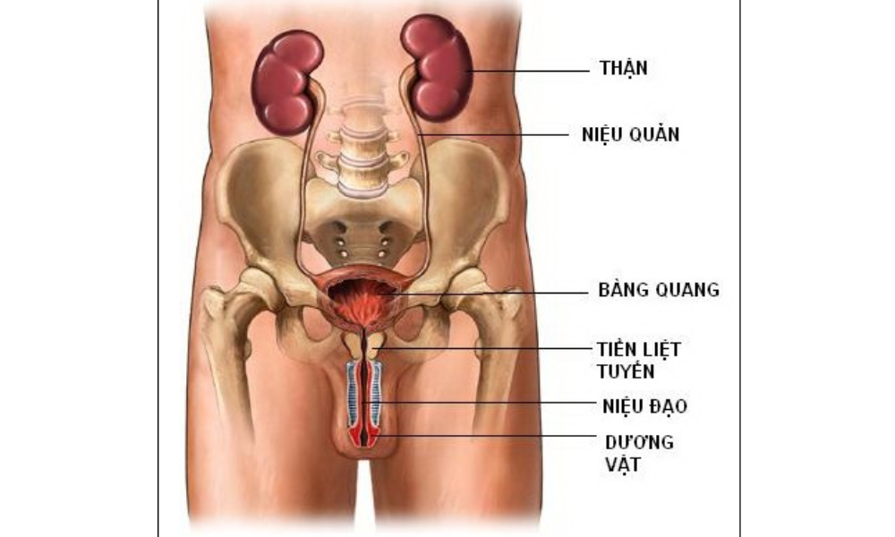 Ảnh tuyến tiến liệt